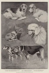 The Kennel Club Dog Show at the Crystal Palace